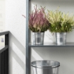 ИКЕА Горшечное растение CALLUNA, 506.041.30 - Home Club, изображение 3
