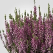 ИКЕА Горшечное растение CALLUNA, 506.041.30 - Home Club, изображение 4
