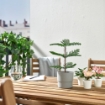 ІКЕА Штучна рослина в горщику FEJKA ФЕЙКА, 905.230.66 - Home Club, зображення 2