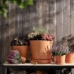 ИКЕА Горшечное растение CALLUNA, 506.041.30 - Home Club, изображение 2