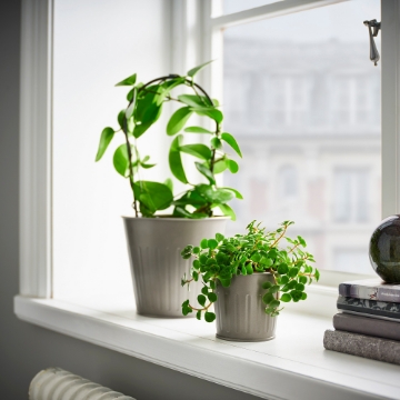 ИКЕА Горшок CITRONMELISS ЦИТРОНМЕЛИСС, 705.741.89 - Home Club