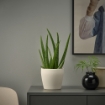 ИКЕА Горшок PERSILLADE ПЕРСИЛЛАДЕ, 906.067.97 - Home Club, изображение 4