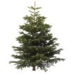 ІКЕА Різдвяна ялинка ABIES NORDMANNIANA, 802.283.63 - Home Club