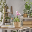 ІКЕА Штучна рослина в горщику FEJKA ФЕЙКА, 705.932.20 - Home Club, зображення 2