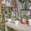ИКЕА Искусственное растение в горшке FEJKA ФЕЙКА, 805.932.05 - Home Club, изображение 2