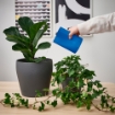 ІКЕА Ваза CHILIFRUKT ЧИЛИФРУКТ, 105.977.92 - Home Club, зображення 4