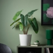 ИКЕА Искусственное комнатное растение FEJKA ФЕЙКА, 906.008.56 - Home Club, изображение 2