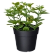 ИКЕА Искусственное комнатное растение FEJKA ФЕЙКА, 206.008.50 - Home Club