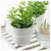 ИКЕА Искусственное комнатное растение FEJKA ФЕЙКА, 206.008.50 - Home Club, изображение 4