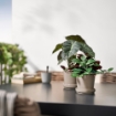 ИКЕА Искусственное растение в горшке FEJKA ФЕЙКА, 406.008.68 - Home Club, изображение 3