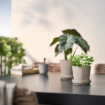 ИКЕА Искусственное комнатное растение FEJKA ФЕЙКА, 206.008.50 - Home Club, изображение 3