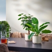 ИКЕА Горшок SANDKÖRSBÄR, 906.218.25 - Home Club, изображение 4