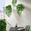 ІКЕА Штучна рослина в горщику FEJKA ФЕЙКА, 206.084.03 - Home Club, зображення 3