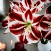 ИКЕА Искусственный цветок VINTERFINT ВИНТЕРФИНТ, 306.066.39 - Home Club, изображение 5