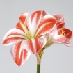 ИКЕА Искусственный цветок VINTERFINT ВИНТЕРФИНТ, 306.066.39 - Home Club, изображение 6