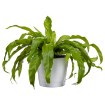 ИКЕА Горшок KARDEMUMMA КАРДЕМУММА, 701.737.33 - Home Club, изображение 2