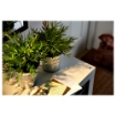 ИКЕА Искусственное растение в горшке ФЕЙКА, 900.550.93 - Home Club, изображение 5
