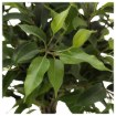 ІКЕА Кімнатна рослина FICUS, 201.598.57 - Home Club, Зображення 3