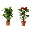 ІКЕА Кімнатна рослина ANTHURIUM, 802.141.15 - Home Club