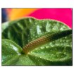 ІКЕА Кімнатна рослина ANTHURIUM, 802.141.15 - Home Club, зображення 2