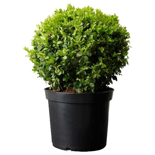 ИКЕА Растение в горшке BUXUS SEMPERVIRENS, 002.430.94 - Home Club