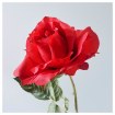 ИКЕА Искусственный цветок SMYCKA СМИККА, 901.536.49 - Home Club, изображение 4
