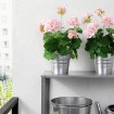 ИКЕА Искусственное растение в горшке FEJKA ФЕЙКА, 703.953.43 - Home Club, изображение 2