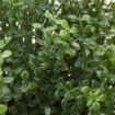 ИКЕА Искусственное растение в горшке ФЕЙКА, 903.953.37 - Home Club, изображение 4