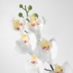 ИКЕА Искусственный цветок SMYCKA СМИККА, 803.335.85 - Home Club, изображение 3