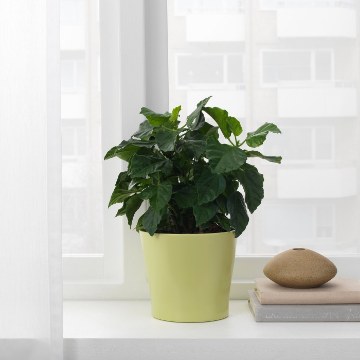 ІКЕА Кашпо PAPAJA ПАПАЙЯ, 504.216.87 - Home Club