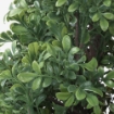 ИКЕА Искусственное растение в горшке ФЕЙКА, 504.761.18 - Home Club, изображение 3