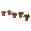 ИКЕА Комнатные растения HYPOESTES, 706.293.37 - Home Club