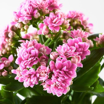 ИКЕА Комнатные растения KALANCHOE, 506.293.38 - Home Club