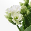 ИКЕА Комнатные растения KALANCHOE, 506.293.38 - Home Club, изображение 3