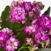 ИКЕА Комнатные растения KALANCHOE, 506.293.38 - Home Club, изображение 4
