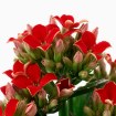 ИКЕА Комнатные растения KALANCHOE, 506.293.38 - Home Club, изображение 5
