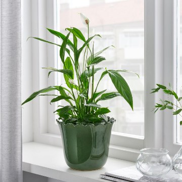 ІКЕА Кашпо SHARONFRUKT, 604.815.86 - Home Club