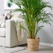 ИКЕА Горшок DJUNGELGURKA ДЬЮНГЕЛЬГУРКА, 904.847.34 - Home Club, изображение 2