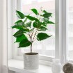 ІКЕА Штучна рослина в горщику FEJKA ФЕЙКА, 504.761.23 - Home Club, зображення 3
