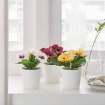 ИКЕА Искусственное растение в горшке FEJKA ФЕЙКА, 404.761.66 - Home Club, изображение 2