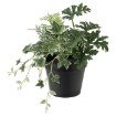 ІКЕА Штучна рослина в горщику FEJKA ФЕЙКА, 904.965.91 - Home Club