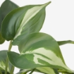 ИКЕА Искусственное растение в горшке ФЕЙКА, 604.965.97 - Home Club, изображение 3