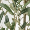 ИКЕА Искусственное растение в горшке ФЕЙКА, 905.064.96 - Home Club, изображение 3
