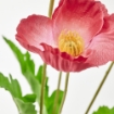 ИКЕА Цветок искусственный СМИККА, 005.066.79 - Home Club, изображение 3