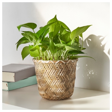 ИКЕА Горшок KLYNNON, 605.164.06 - Home Club