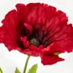 ИКЕА Цветок искусственный ANLEDNING, 005.133.78 - Home Club, изображение 2
