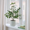 ІКЕА Штучна рослина в горщику FEJKA ФЕЙКА, 005.229.76 - Home Club, зображення 2