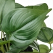 ИКЕА Искусственное растение в горшке ФЕЙКА, 805.228.21 - Home Club, изображение 3