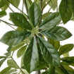 ИКЕА Искусственное растение в горшке ФЕЙКА, 605.379.94 - Home Club, изображение 3