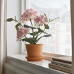ІКЕА Штучна рослина в горщику FEJKA ФЕЙКА, 005.357.28 - Home Club, зображення 4
